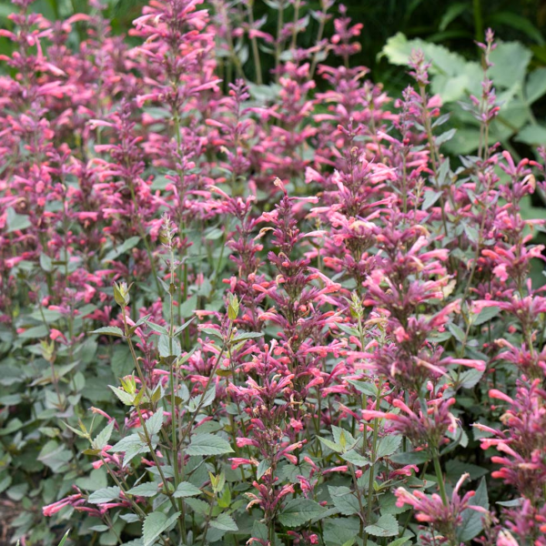 Agastache 'Summerlong Coral'