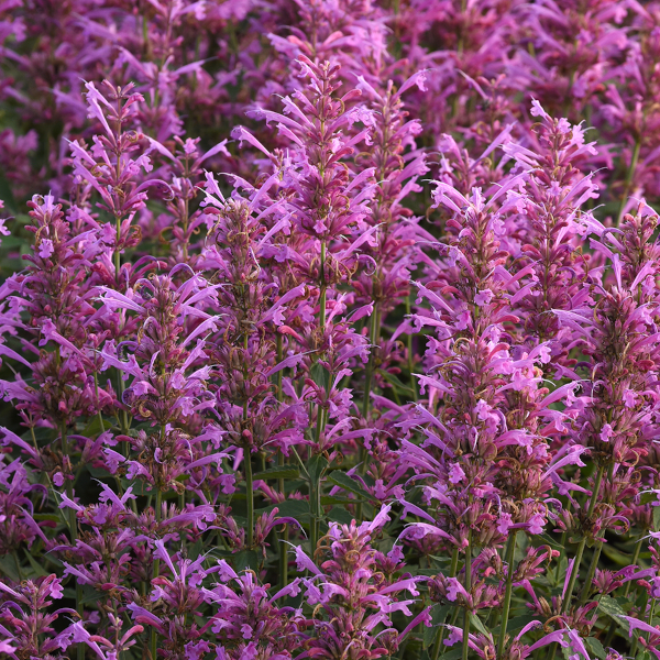 Agastache 'Summerlong Lilac'
