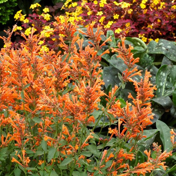 Agastache 'Sunrise Orange'