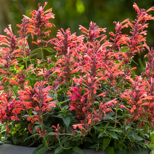 Agastache 'Sunrise Red'