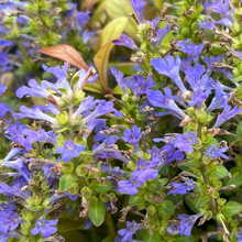 Load image into Gallery viewer, Ajuga Feathered Friends &#39;Fancy Finch&#39;
