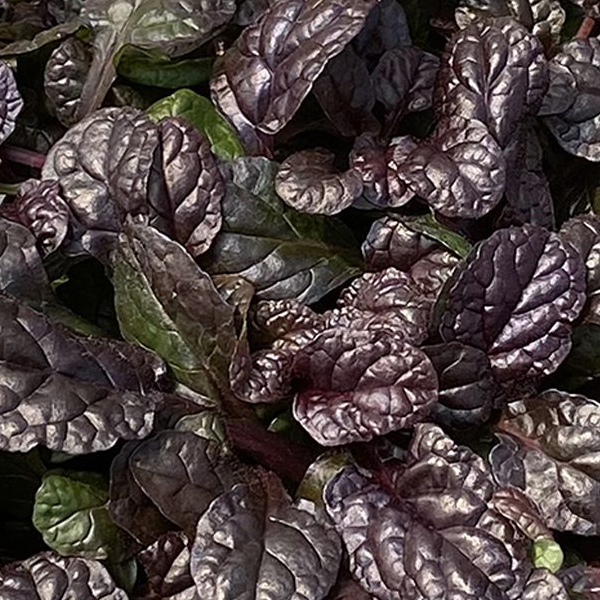 Ajuga Feathered Friends 'Fierce Falcon'