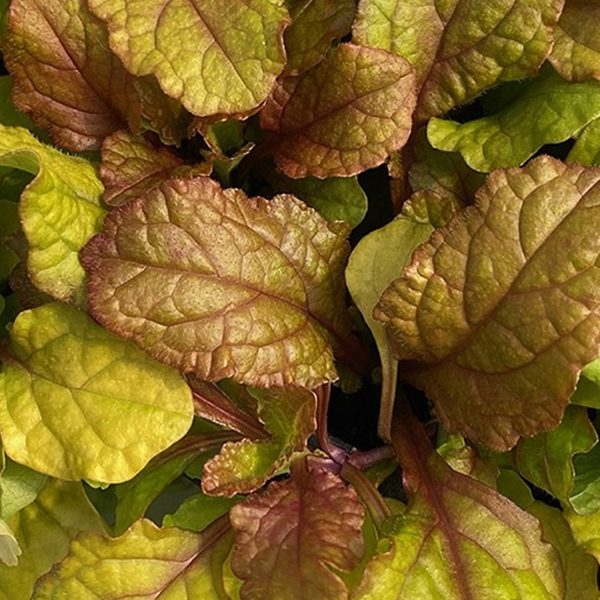 Ajuga Feathered Friends 'Parrot Paradise'