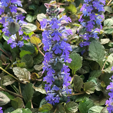 Load image into Gallery viewer, Ajuga &#39;Bronze Beauty&#39;
