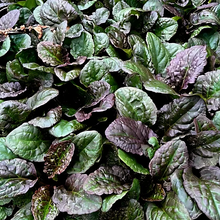 Load image into Gallery viewer, Ajuga &#39;Caitlin Giant&#39;
