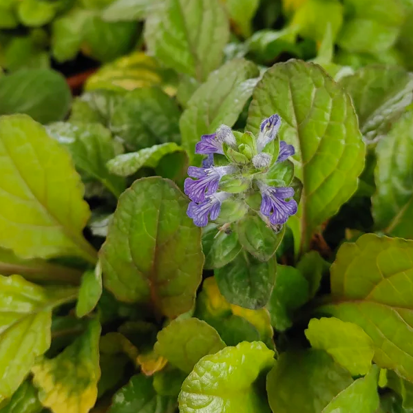 Ajuga 'Caramel'