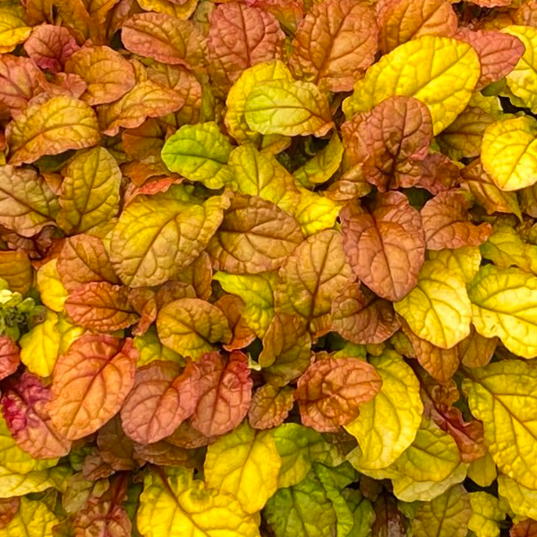 Ajuga 'Caramel'