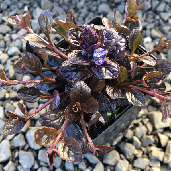 Ajuga 'Mahogany'