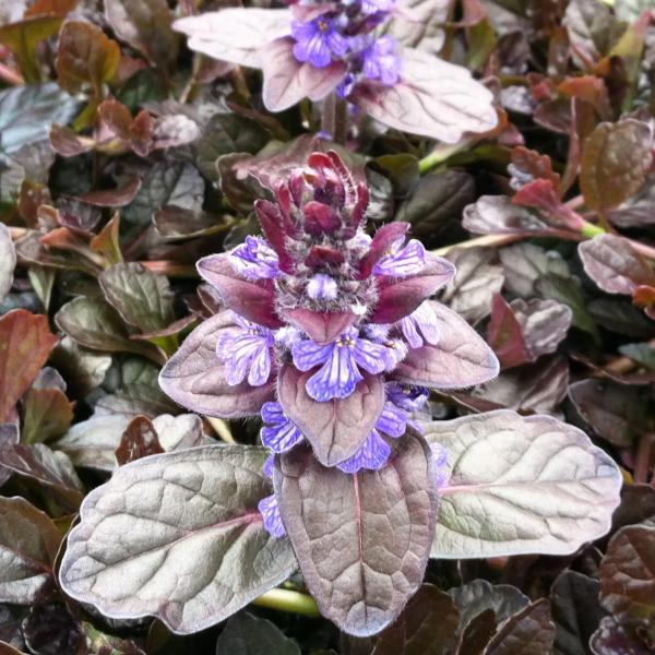 Ajuga 'Mahogany'