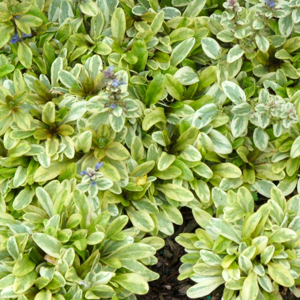 Ajuga 'Toffee Chip'