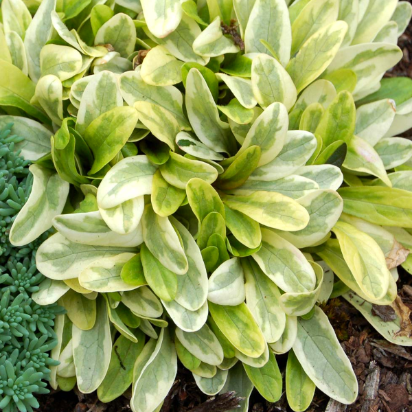 Ajuga 'Toffee Chip'