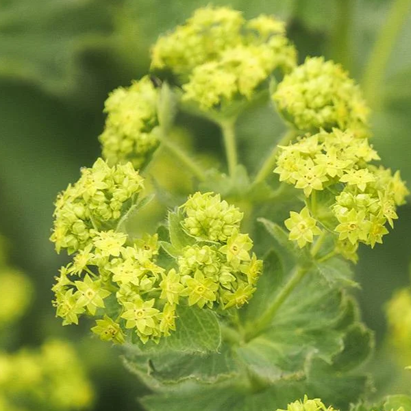 Alchemilla mollis 'Auslese'