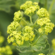 Load image into Gallery viewer, Alchemilla mollis &#39;Auslese&#39;
