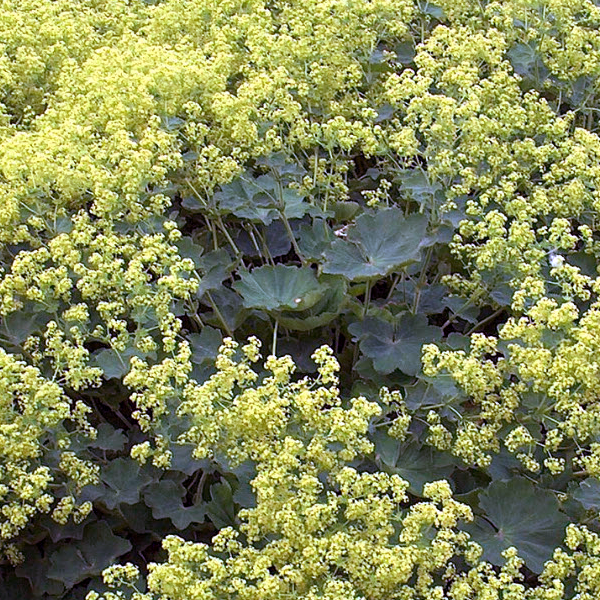 Alchemilla mollis 'Thriller'