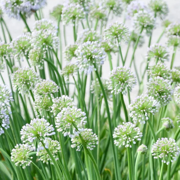 Allium 'Big Beauty'
