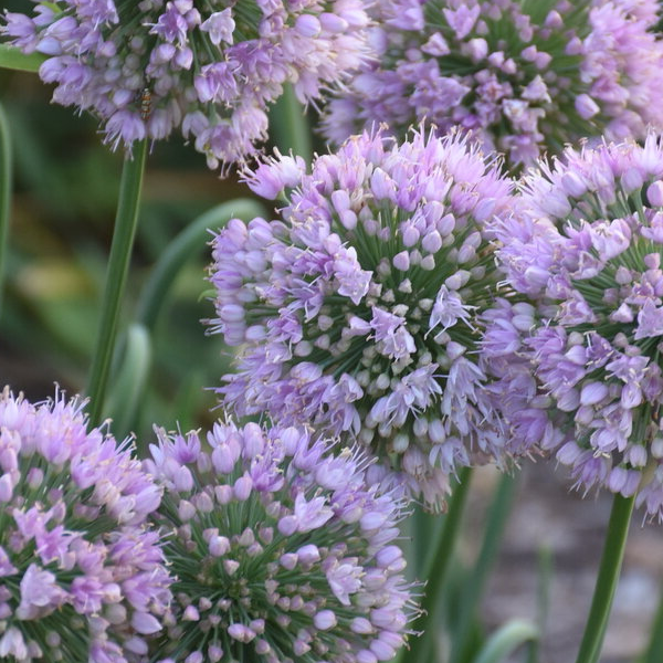 Allium 'Bubble Bath'