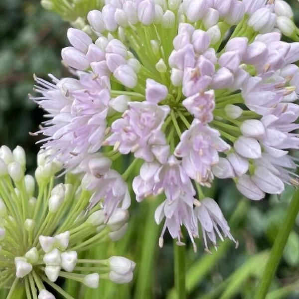 Allium 'In Orbit'