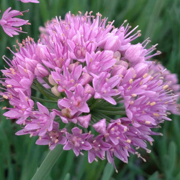 Allium 'Little Sapphire'
