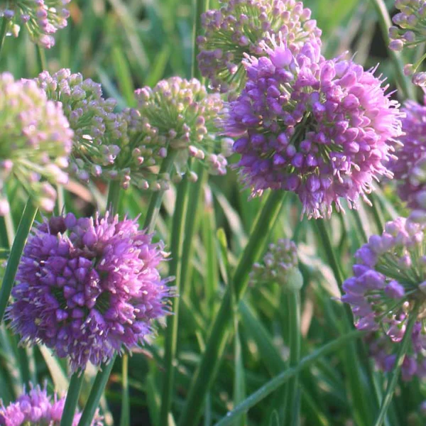 Allium 'Medusa'