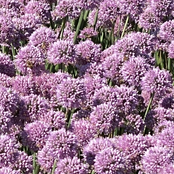 Allium 'New Moon'