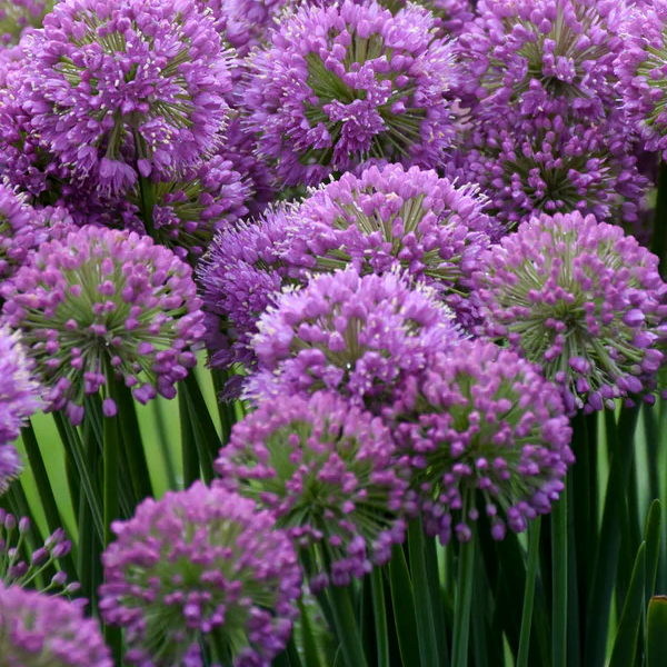 Allium 'Serendipity'
