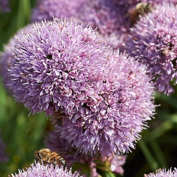 Allium 'Sugar Melt'