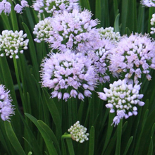 Load image into Gallery viewer, Allium &#39;Summer Peek-a-boo&#39;
