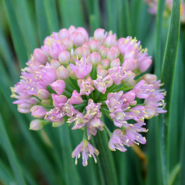 Allium Glitterbug 'Humble Bumble'