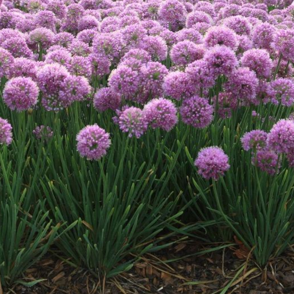 Allium Glitterbug 'Humble Bumble'