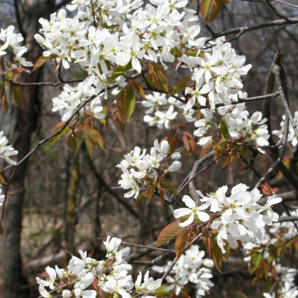 Amelanchier Laevis