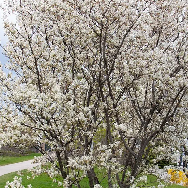 Amelanchier Laevis