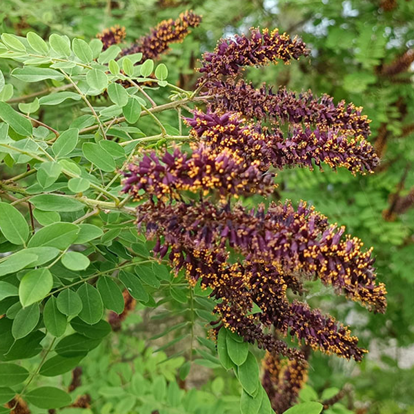 Amorpha fruticosa