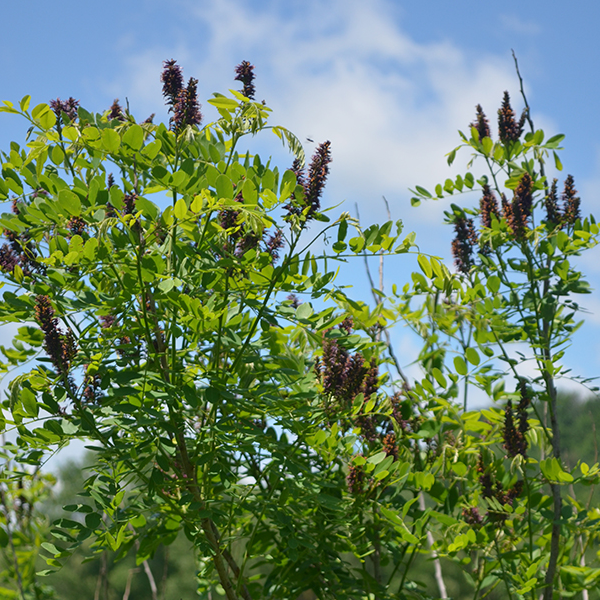 Amorpha fruticosa