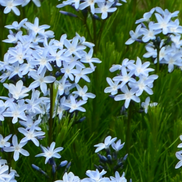 Amsonia Ciliata Tenuifolia 'Verdant Venture'