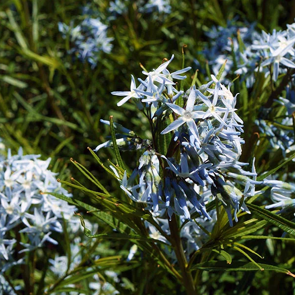 Amsonia Hubrechtii