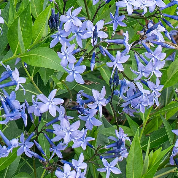 Amsonia 'Blue Ice'