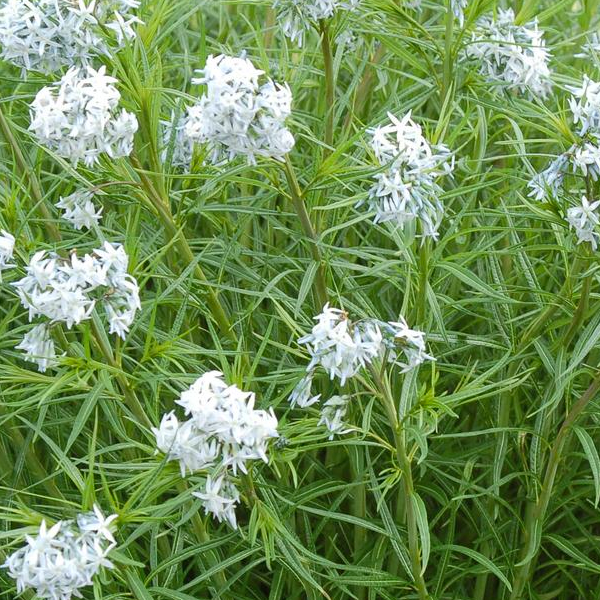 Amsonia 'Halfway to Arkansas'