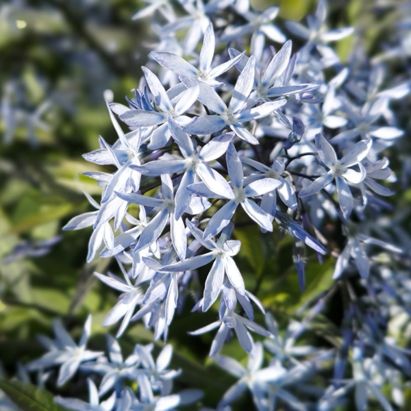 Amsonia 'Storm Cloud'