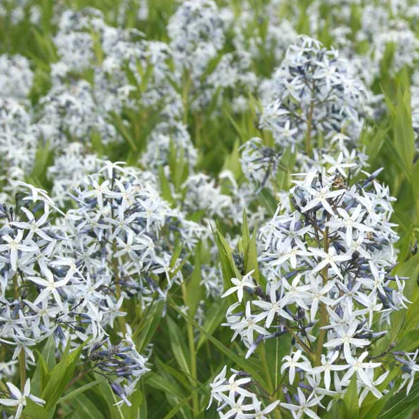 Amsonia tab var salicifolia