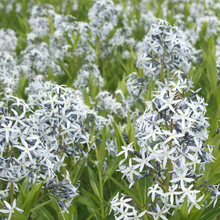 Load image into Gallery viewer, Amsonia tab var salicifolia

