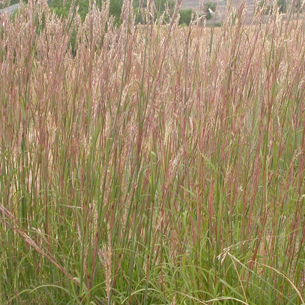 Andropogon gerardii