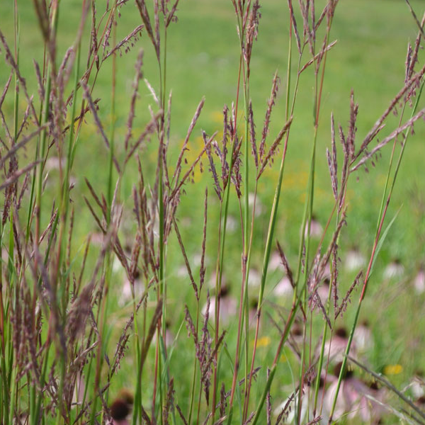 Andropogon gerardii