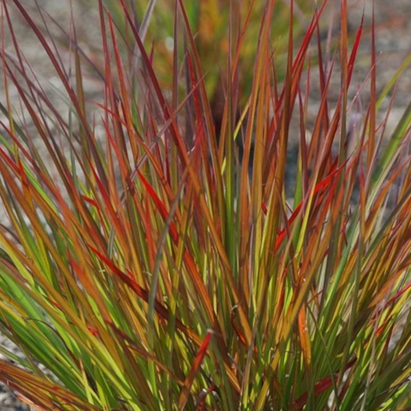 Andropogon gerardii 'Dancing Wind'