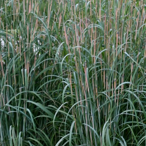 Andropogon gerardii 'Holy Smoke'