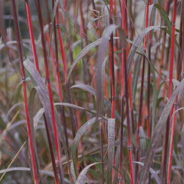 Andropogon gerardii 'Holy Smoke'