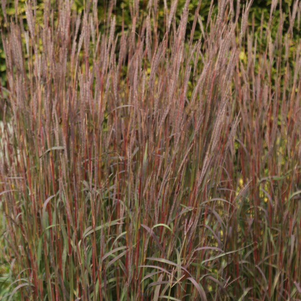Andropogon gerardii 'Karl's Cousin'