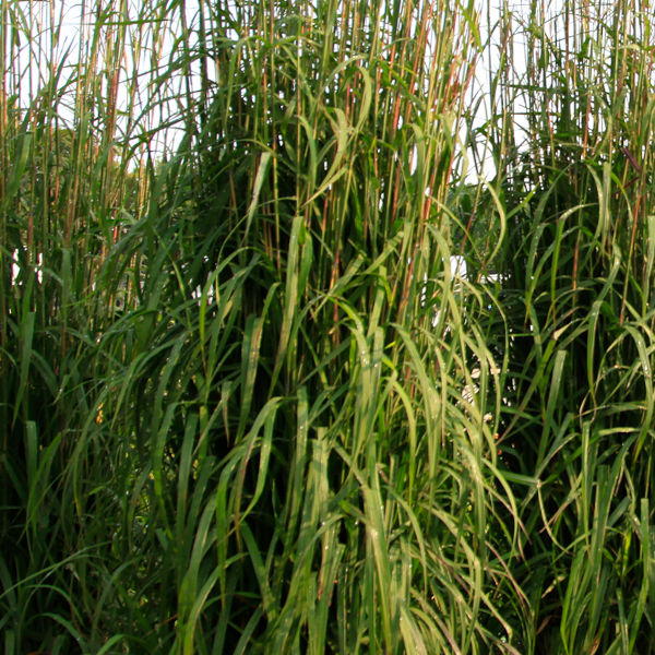 Andropogon gerardii 'Karl's Cousin'