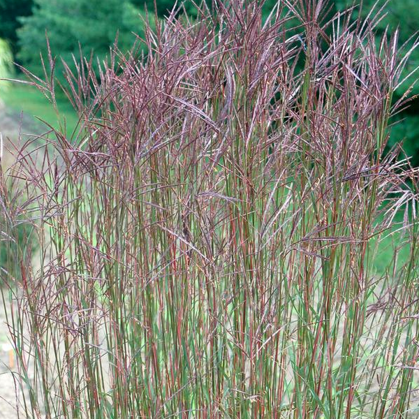 Andropogon gerardii 'Rain Dance'