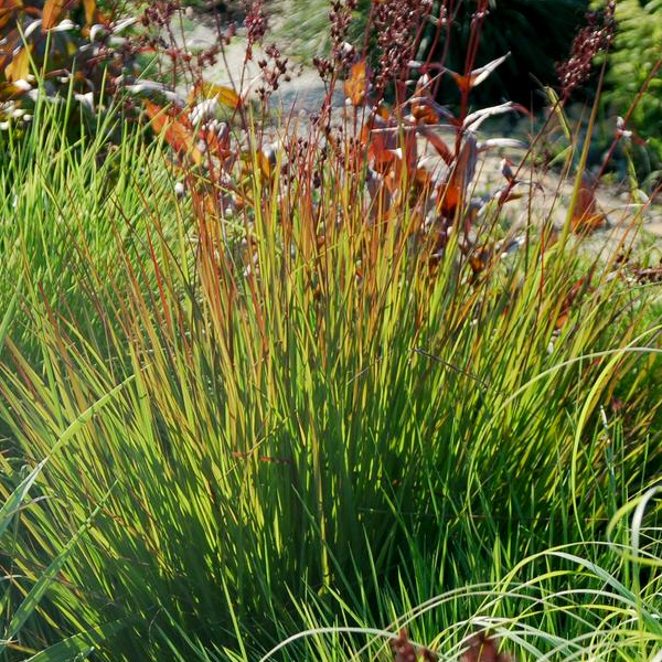 Andropogon gerardii 'Rain Dance'
