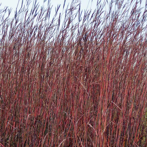 Andropogon gerardii 'Red October'